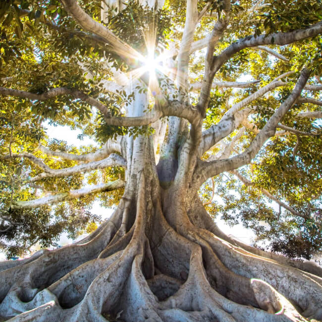"a large tree with the sun shining through it. "